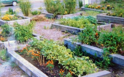 Community garden 4